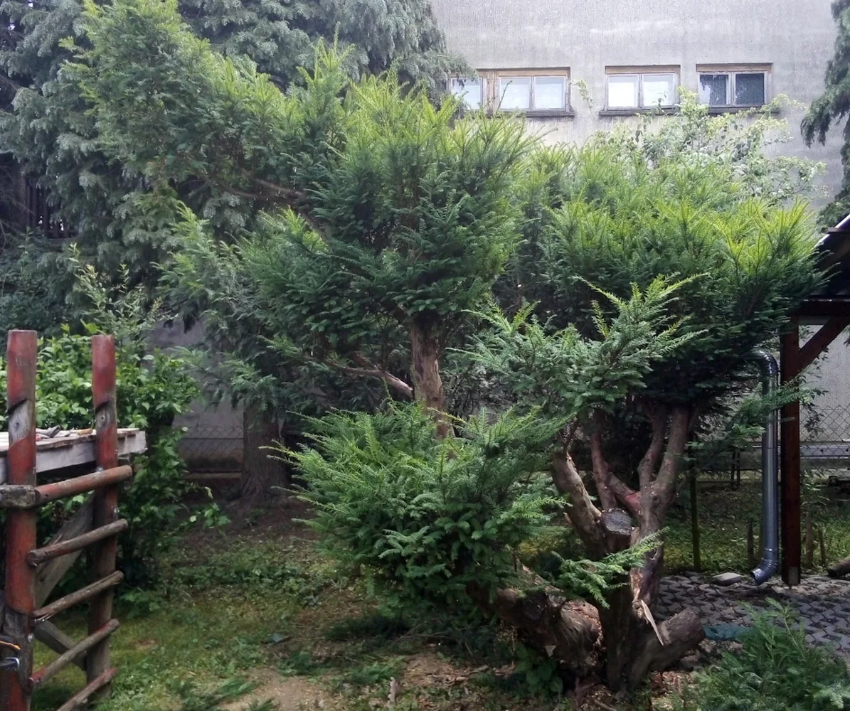50+ éves tiszafa – matuzsálemből niwaki – előtte