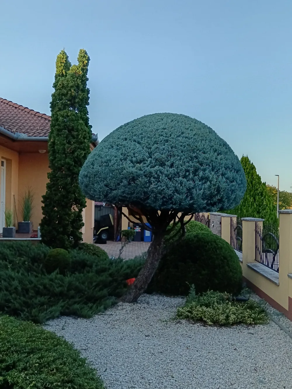 Kék boróka – laza, túlnőtt koronából letisztult gömbkorona – utána