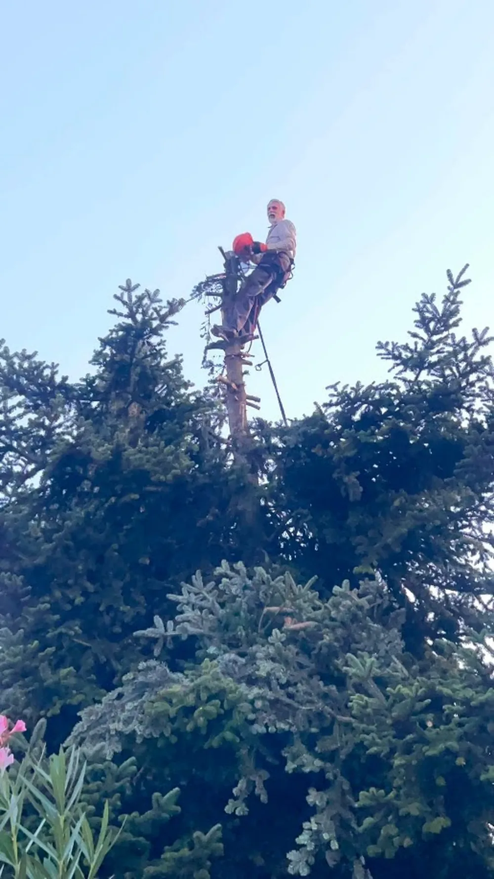 Nordmann-jegenyefenyő gombaformára alakítva, 4. kép