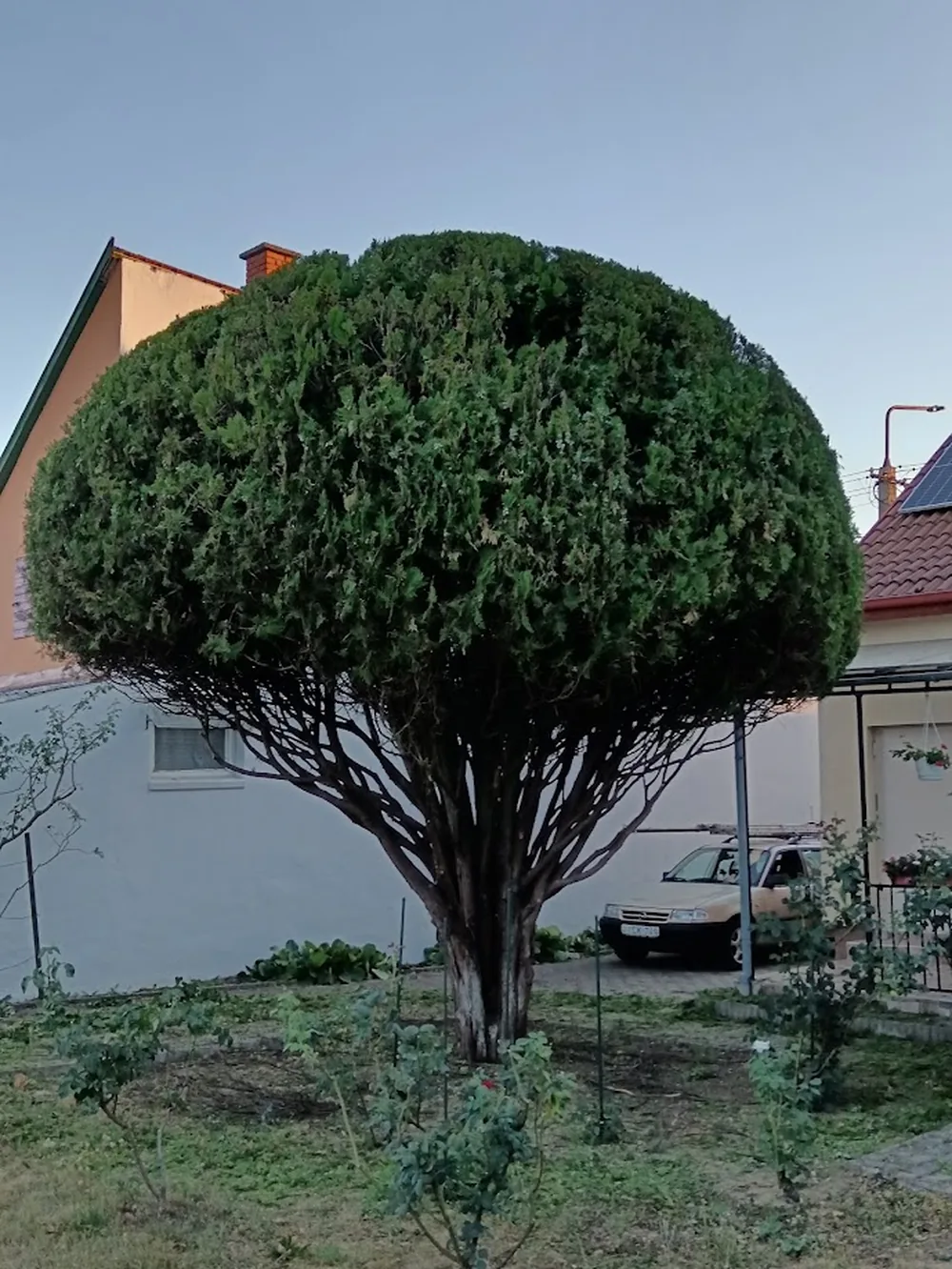 Második fenntartó metszés után
