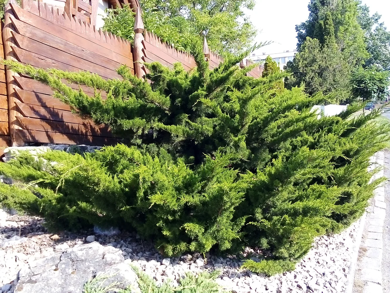 Terülő kínai boróka – bokorból niwaki – előtte