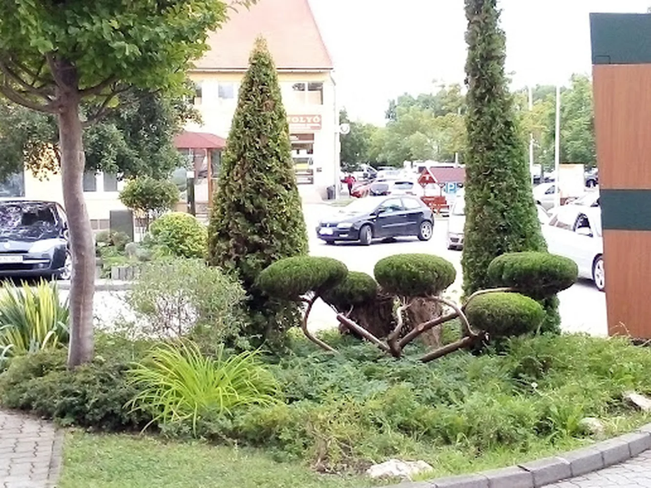 Ugyanaz a növény kész niwaki formában