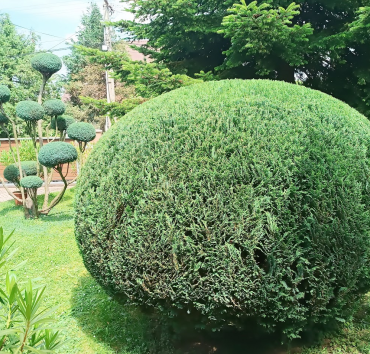 Lapított gömb - oregoni hamisciprusból - 