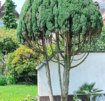 Törzsesre metszett ellwoodi hamisciprus - Ebben a formában a kiskertekben is elfér, és exkluzív díszértéket képvisel.