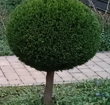 Törzses leylandi ciprus, kicsi törzses gömb, előkertben - Fiatal xCupressocyparissus leylandii, törzsesre metszve, alatta Vinca minor.