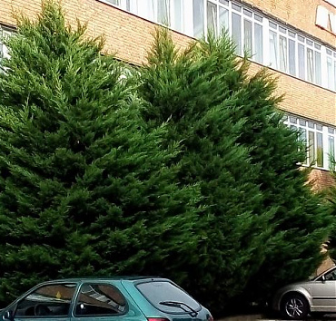 Leylandi ciprusok, formára metszés előtt - A gyorsan növekedő ciprusok az irodaház falát és ablakait csapkodták a szélben, és elkezdték elfoglalni a parkoló sávot is. Kivágás helyett - értéknövelő "műtétben" részesültek.