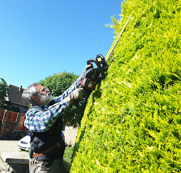 Arany leylandi ciprust nyírok, standard sövényvágó géppel - Egy 7 m magas arany leylandi ciprus (xCupressocyparis leylandii) nyírását mutatom be a képen.