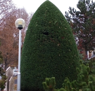 Leylandi ciprus, széles kúpra nyírva - xCupressocyparis leylandi fajhibridTobozokat soha ne keress rajta, ez öszvér! Maggal nem, kizárólag hajtásdugványozással szaporítható.