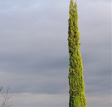 Mediterrán ciprus, nyírva - A Cupressus sempervirens 'Stricta' keskeny, oszlopszerű növekedésű, de nyírás nélkül az ágai szétesnek, nehéz tobozai, a szél és a beleragadó hó miatt.  12 m magas volt, de pár éve visszafűrészeltem, 7 m magasságban. 8 m-es most, újra a nyírhatóság határán van.