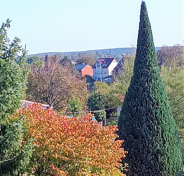 Ezüstkék lombszínű oregoni hamisciprus, karcsúsított formában - Ez a Chamaecyparis lawsoniana 'Columnaris' már 12 m magas, és 4-5 m széles lenne, nyíratlanul. Mellette egy szárnyas kecskerágó (Euonymus alatus), őszi palástjában virít.