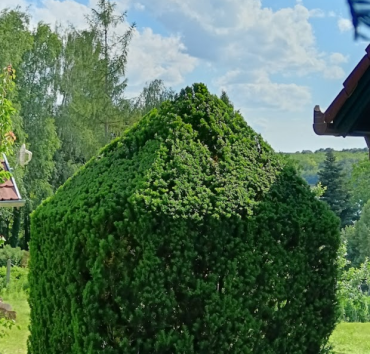 Taxus obeliszk -  Az obeliszk "piramis" sapkája illeszkedik a hasábhoz, de nem elég az évenként egyszeri nyírás.