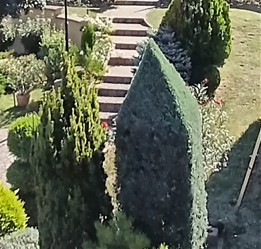 Arizóniai ciprus obeliszk forma - Cupressus arizonica