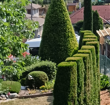 Tuja sövény, négyzetes hasáb elemekből - Ez a sövénystílus megszünteti a szokásos sövények egyhangúságát, ritmikája változtatható a hasábok hosszúságának változtatásával. Ahol elegendő a részleges takarás, oda ajánlom, de a hasábok szűkítésével a teljes takarás is elérhető - a kíváncsi tekintetek elől.