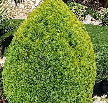 Arany keleti életfa, csúcsos tojás forma - A Thuja (Biota) orientalis 'Aurea Nana' kiválóan nyírható, többrétegű lombozatának köszönhetően. Mélyre hatoló gyökérzete szárazságtűrővé teszi, ezért ellenáll a díszbogár lárváinak is.