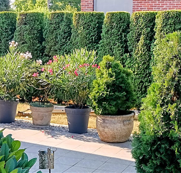 Tuja sövény, oldalról nézve, négyzetes hasáb elemekből - Ahol elegendő a részleges takarás, oda ajánlom, de a hasábok szűkítésével a teljes takarás is elérhető - a kíváncsi tekintetek elől.