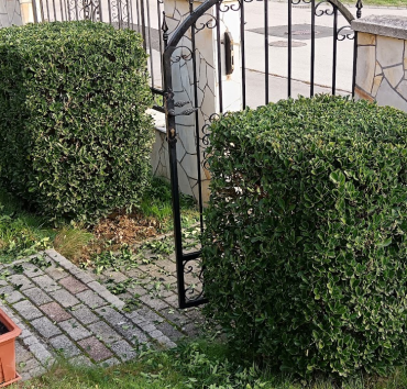 Kockaszerű négyzetes hasáb, Japán kecskerágóból - Kiválóan alakítható, nyírható a japán kecskerágó (Euonymus japonica és fajtái).