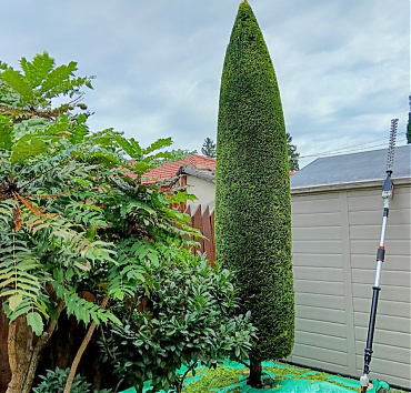 Keskeny kúp Cupressocyparis leylandii 'Gold Rider' - A fotót éppen a nyírás befejeztével készítettem, a zúzott kavics talajtakaró védelmét ponyva aláterítésével oldottam meg. A szűk helyen egyszerűbb volt teleszkópos magassági sövényvágóval megnyírni a fa csúcsát, mint létráról. A nyírás miatt átmenetileg zöldebb lett a ciprus, de  hamarosan arany ruhába öltöztetik az új hajtásai.