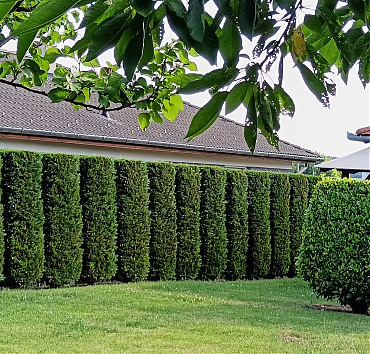 Sövény, hasábra nyírt leylandi ciprusból - Nincs szükség mindenhol hermetikus elzárkózásra, lehetőség nyílik beszélgetésre is a kertszomszédunkkal, és - mint a képen látható - a leylandi ciprus sövény így talán még szebb is, de mindenképpen egészségesebb, mert  a ciprusok ágai nem nőnek át egymásba.