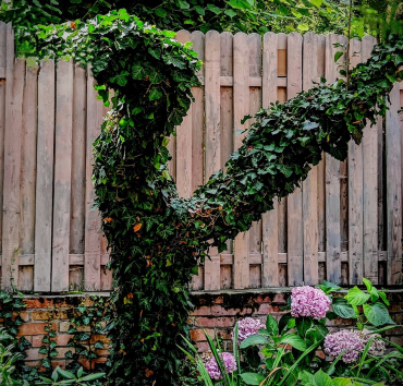 Madár - Fára futtatott borostyán