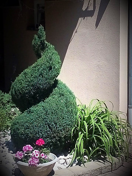 Elwoodi hamisciprus spirál - Ez volt a dupla spirál elődje, 2022-ben.  Kedveltem, de a megrendelő kérésére átalakítottam.