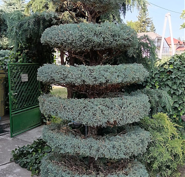 Emeletes henger, arizoniai ciprusból - Egy régebben kialakított többszintes henger formát állítottam helyre, de még lesz vele dolgom, 2026 tavaszán.