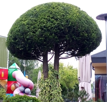 Gomba formára metszett oregoni hamisciprus -A Chamaecyparis lawsoniana 'Castlewellan Gold' azért kapta tőlem új Beatles-frizuráját, mert - elterebélyesedve - gátolta a biztonságos átláthatóságot. Törzsére a borostyán 'Gold Child' fajtáját növesztettem.