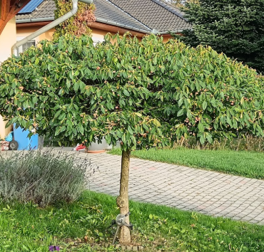 Ernyő formájú szárnyas kecskerágó - A szárnyas kecskerágó (Euonymus alatus) törzsre oltott ernyő alakú gyönyörű lombozata  ősszel királyi bíbor palásttá változik.