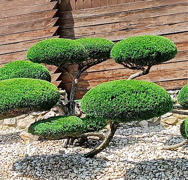 NIWAKI - kínai terülő borókából - A 'Mint Julep' (Mentacsepp) fajtája erőteljes növekedésű, egészséges, jól alakítható. Az előző képen látható nagy bokorból készítettem ezt a kerti bonsait.