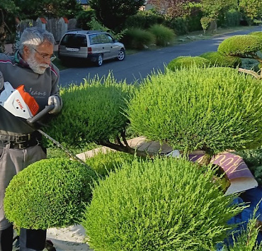 Terülő boróka niwaki nyírása - A niwaki felhőjét sövényvágó géppel lehet gyorsan, hatékonyan nyírni, de mindenképpen szükség van másféle eszközökre is.