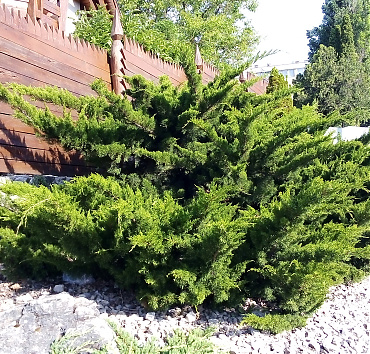 Egy nagyra nőtt terülő kínai boróka - Ebből lett az általam megalkotott egyik legszebb kerti bonszáj, tehát niwaki, ami a következő képen látható.