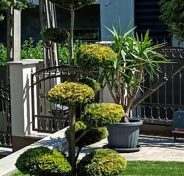 NIWAKI - arany leylandi ciprusból - A boróka niwakikkal ellentétben, a ciprusokból inkább keskeny és magas formákat érdemes készíteni.