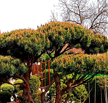 Nagyméretű NIWAKI - bokros erdei fenyőből - A Pinus silvestris 'Watereri'  kerti bonsai - tavaszi gyertya-hajtásokkal. Alatta jól át lehet látni, de a felhői kellemes árnyékot is vetnek, méretüknek köszönhetően.