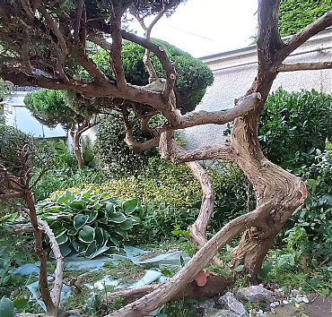 Body bouilder terülő boróka - A hosszan terülő ágakból láthatóan teherbíró és stabil szerkezet jött létre az optimális erőelosztás révén, és ez  emlékeztet a statikai szerkezetekben zajló erőjátékra, és a testépítők izomrendszerére.