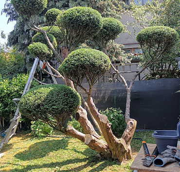 NIWAKI - idős tiszafából - A Taxus baccata a legkiválóbb alapanyag az alakfakészítés számára. A niwaki megalkotása igazi flow-élmény a topiaristák számára.