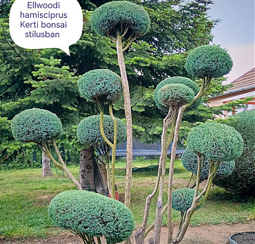 KERTI BONSAI - Ellwoodi hamisciprusBÓL - Ezt a fotót 2024-ben tettem ki az egyik közösségi oldalon. A Chamaecyparis lawsoniana 'Ellwoodi' - ezüstös oszlopos oregoni hamisciprusból nem könnyű niwakit formálni, belső ágrétegének gyors kopaszodása miatt.