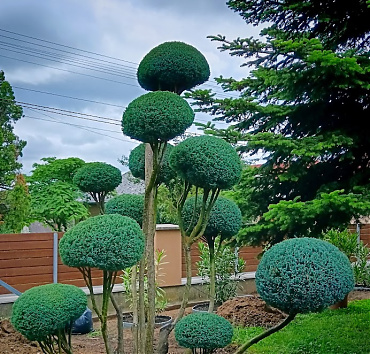 - Egy labdazsonglőr jut eszembe erről a niwakiról, amelyet egy csúnyán szétesett elvúdi hamisciprusból készítettem.  Érthető hogy ez a kert gazdáinak büszkesége.