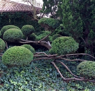 NIWAKI - koros terülő kínai borókából - 30 éve ültettem ezt a Juniperus media 'Mint Julep' borókát, és kb. 10 évvel ezelőtt metszettem át kerti bonsaivá.