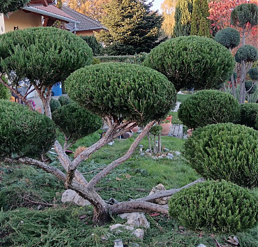 NIWAKI - kínai terülő borókából - a J. media 'Mint Julep' NIWAKI elegáns dísze ennek a kertnek is.