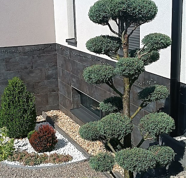 Niwaki - arizonai ciprusból - Sokan kedvelik az arizonai ciprust és a belőle  készített - és kertészeti árudákban megvásárolható alakfákat, niwakikat. A túlnőtt ciprusokból sok kertben formáltam ilyeneket.