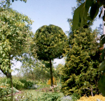 Magastörzsű óriás tuja gömb - Földig ágas Thuja plicata, átalakítva törzses gömbbé, kb. 25 éve. A kép kb. egy évvel később készült.