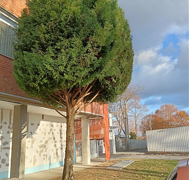 Új frizura - Új formát kaptak a magastörzsű leylandi ciprusok: 'Kucsmagomba'-frizura.