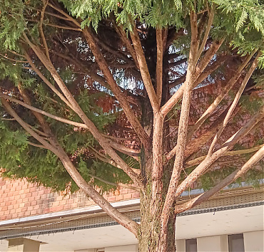 Tartóágak szépsége - A magastörzsű ciprusok koronáját erős tartóágak díszítik. A négy évvel ezelőtti átformáló metszés nyomai eltűntek.