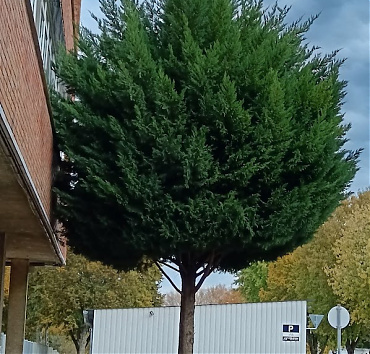 Túlnőtt a ciprus - négy év alatt - Csapkodják az irodaház falát a leylandi ciprus ágai - újra be kell avatkozni! A megrendelő megnyúlt gomba-formát kért.