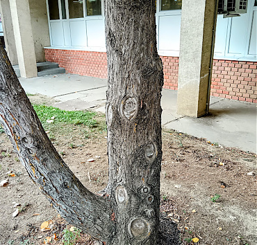 Sebgyűrűk - Egészséges sebgyűrűket fejlesztettek 4 év alatt a magastörzsűvé alakított leylandi ciprusok.