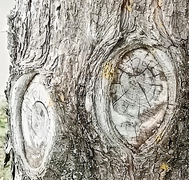 Zoom - Wow! - Sebgyűrűk - ráközelítve, Jól látszik hogy két oldalról "gördül rá" a sebgyűrű a simára vágott ágsebekre. Ez az élmény is a topiaristák és faápolók apró örömeihez tartozik.