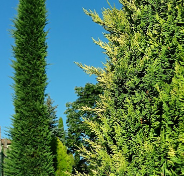 Arany leylandi ciprus és zöld leylandi ciprus - Ezt az aranyhajtású leylandi ciprust és a zöld leylandi ciprust éppen nyírás előtt fotóztam.
