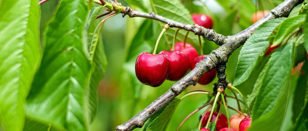 Zöldmetszés a cseresznyefákon és a meggyfákon